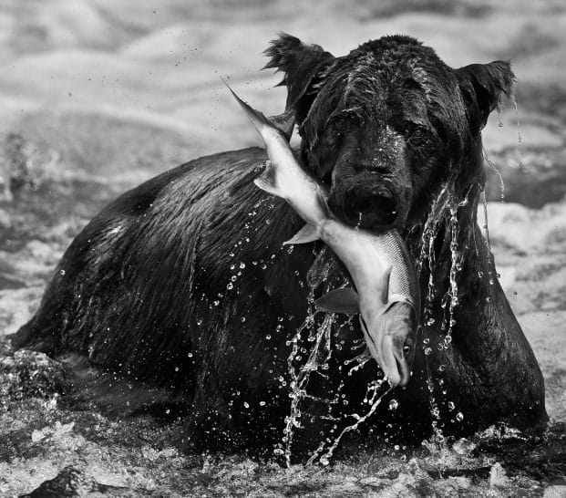 David Yarrow, Catch