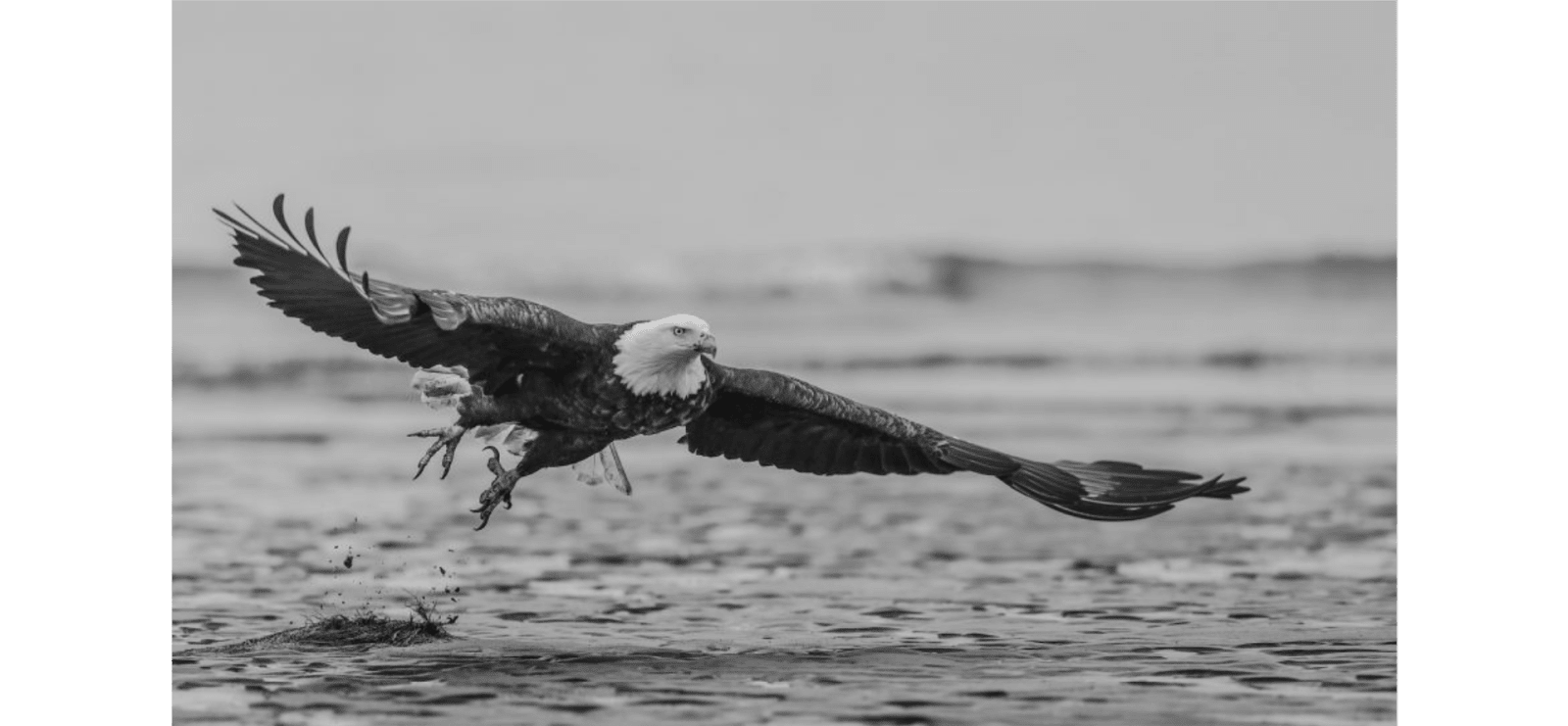 David Yarrow, Taking Flight