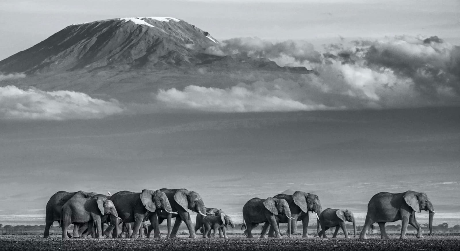 David Yarrow, Walk the Line II
