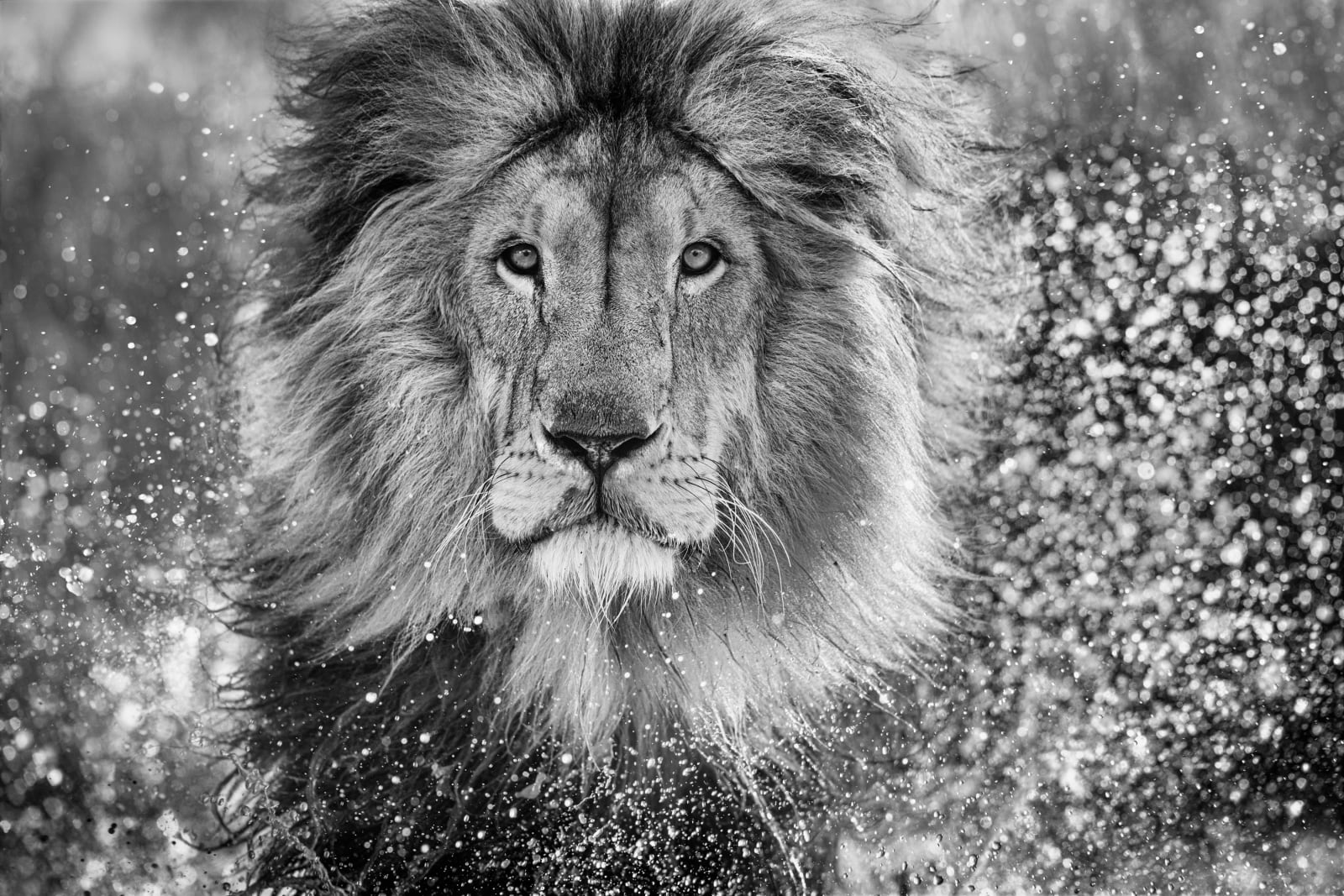 David Yarrow, Waterworld
