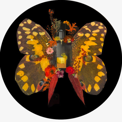 Anke Schofield, Field of Blossoms