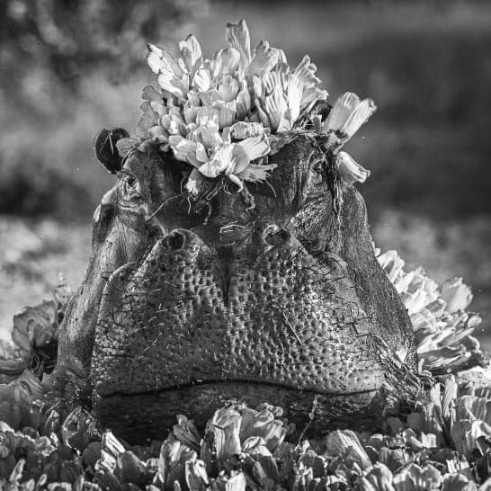 David Yarrow, Royal Ascot