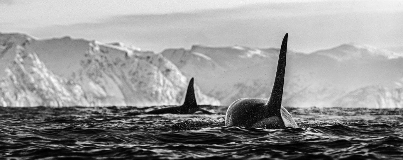 David Yarrow, The Killers