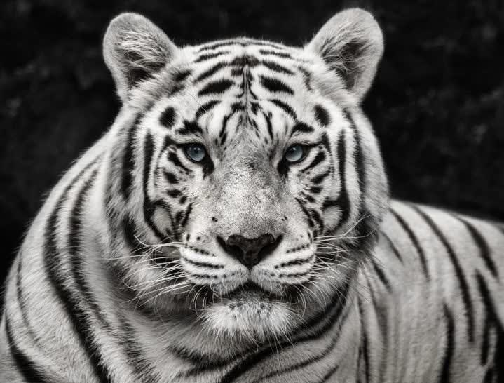 David Yarrow, Mohan