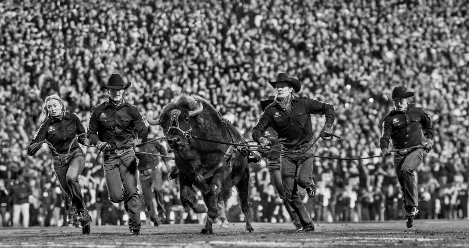 David Yarrow, Ralphie the Buffalo
