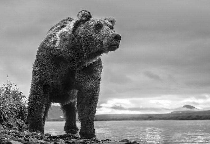 David Yarrow, Predator
