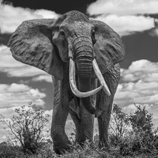 David Yarrow, Tsavo East