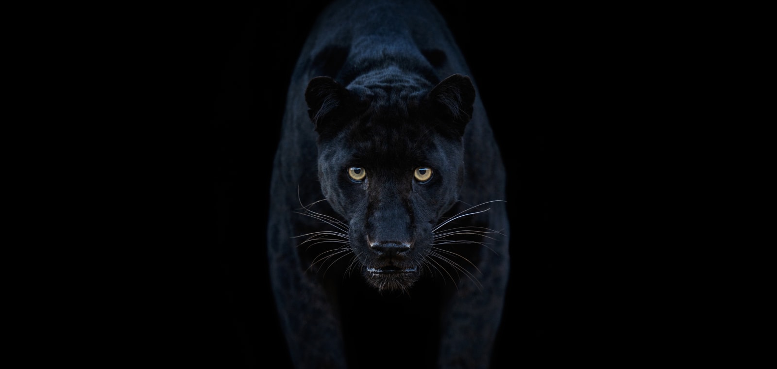 David Yarrow, Black Magic (Color)