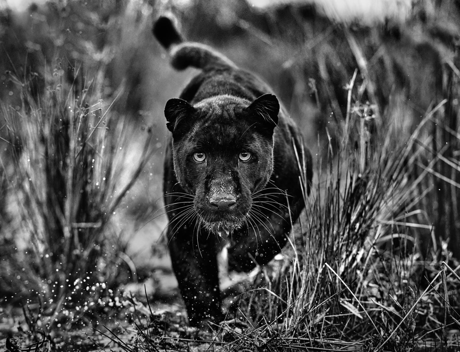 David Yarrow, Black Panther Tales