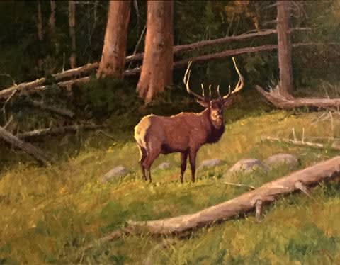 John Demott, Black Timber Bull