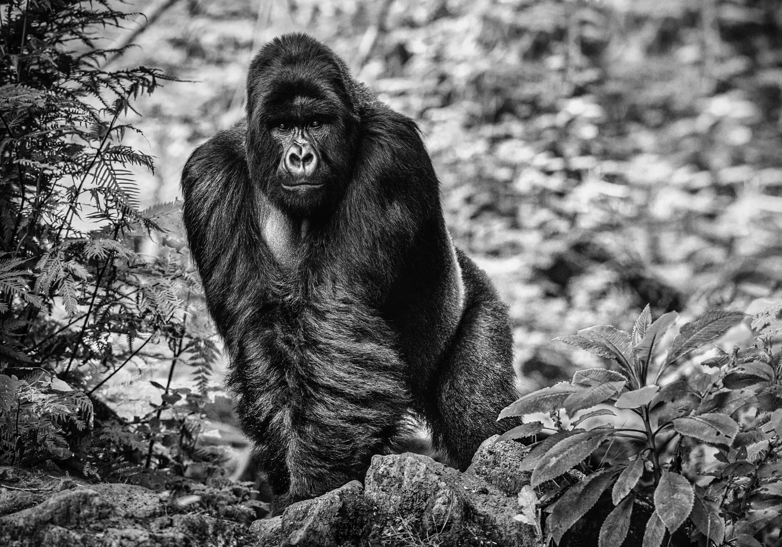 David Yarrow, The Pilgrim