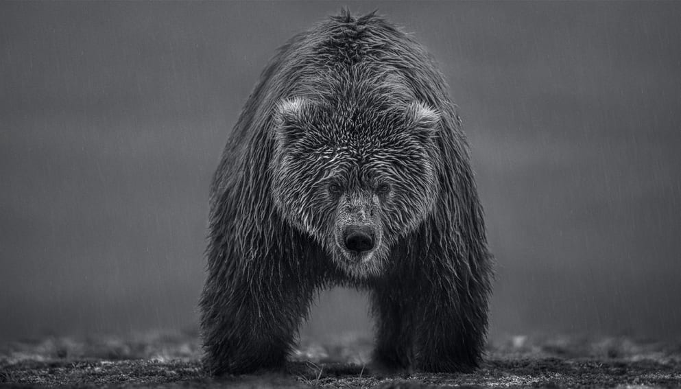 David Yarrow, Bearish II