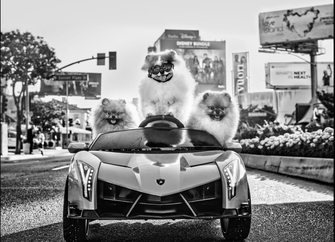 David Yarrow, Who Let the Dogs Out?