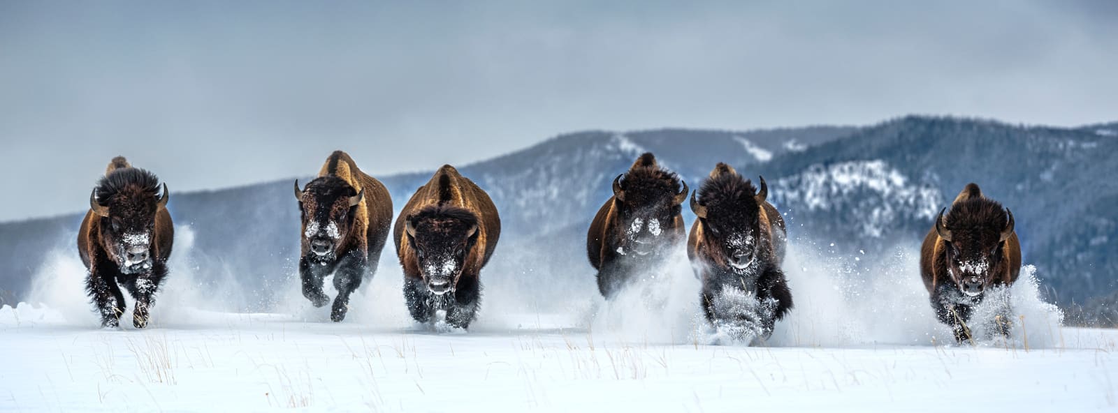 David Yarrow, The Bills