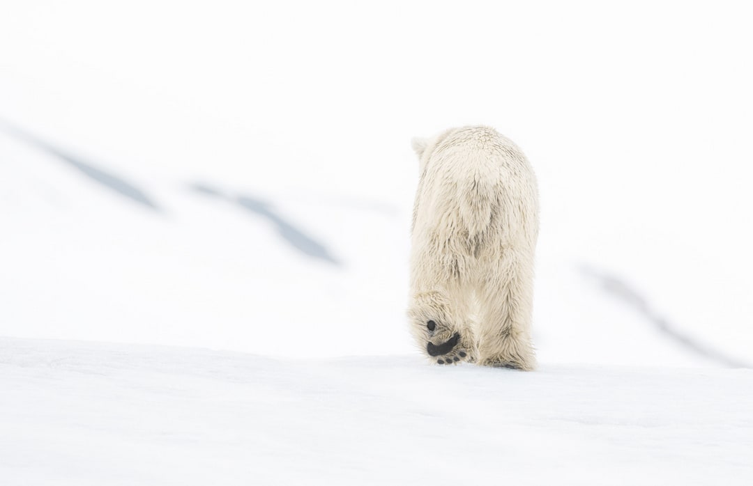 David Yarrow, 78 Degrees North (Color)