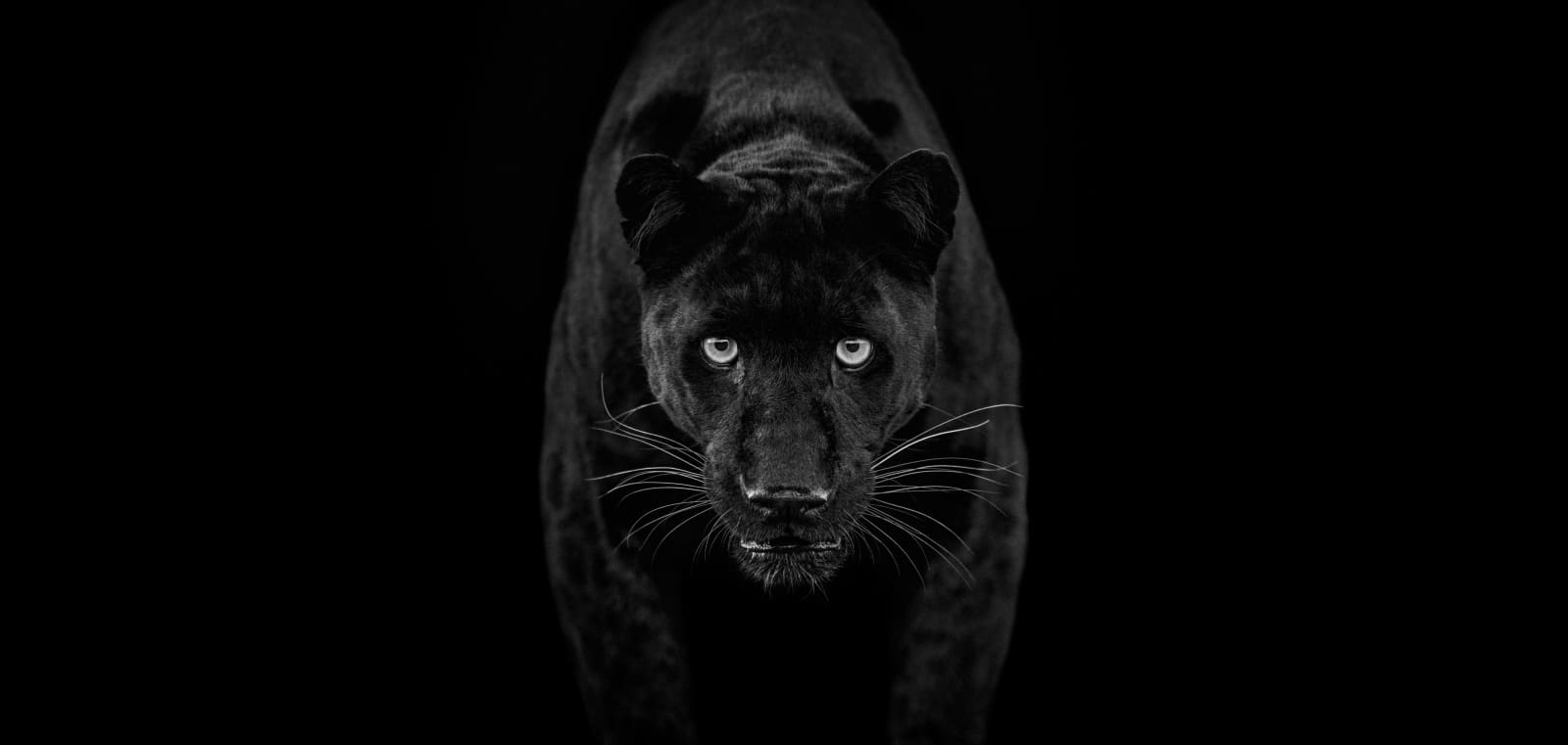 David Yarrow, Black Magic (B&W)