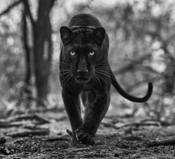 David Yarrow, Remains of the Day