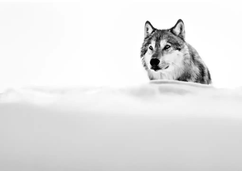 David Yarrow, The Focused Wolf
