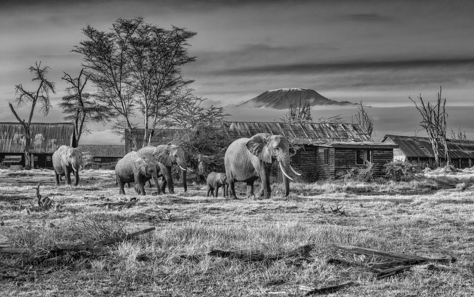 David Yarrow, After Man