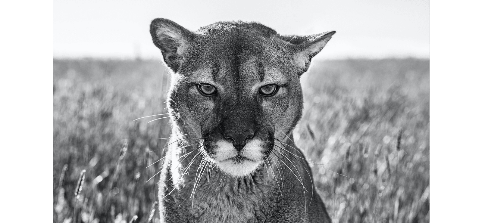 David Yarrow, Smokey the Mountain Lion