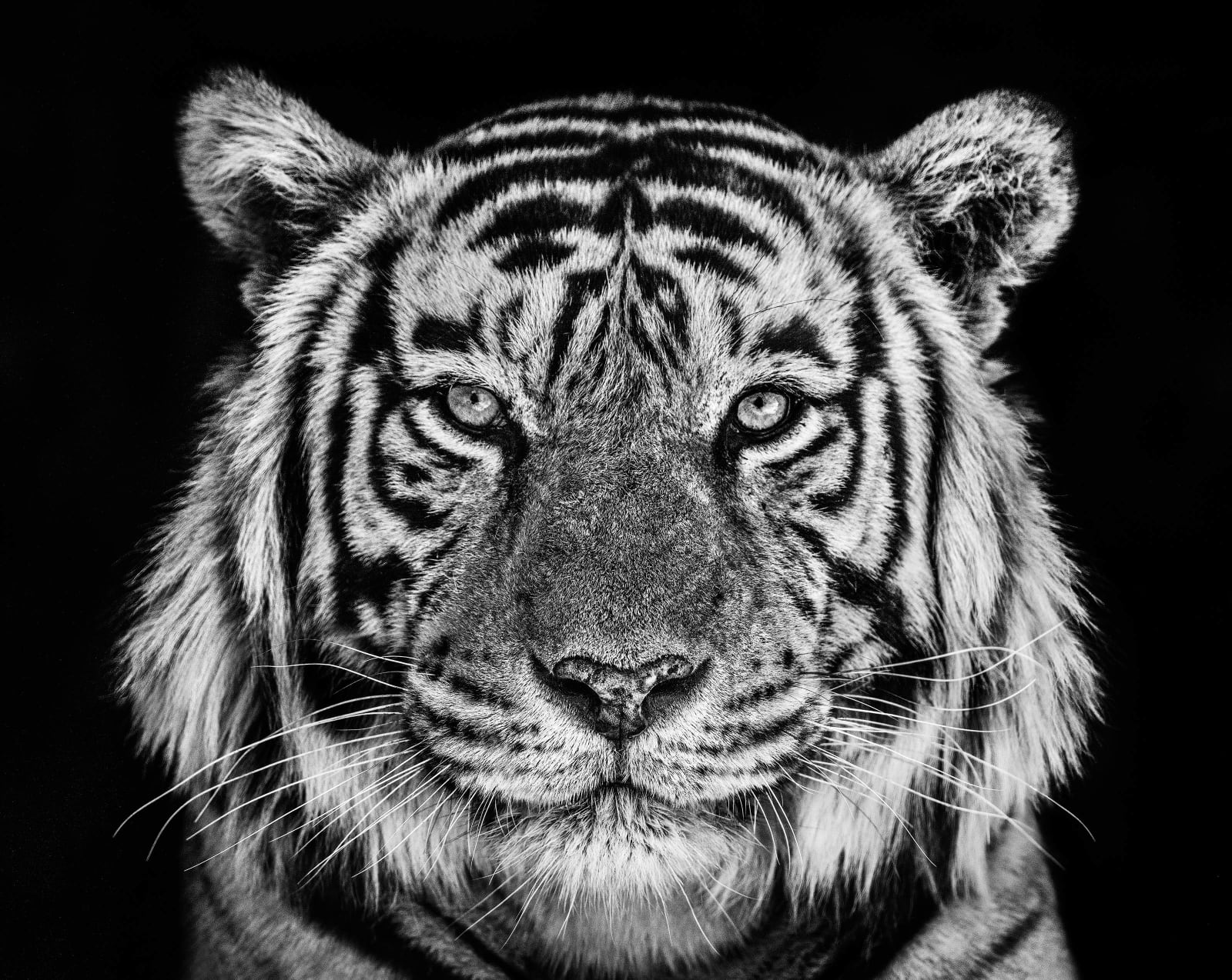 David Yarrow, Rajasthan