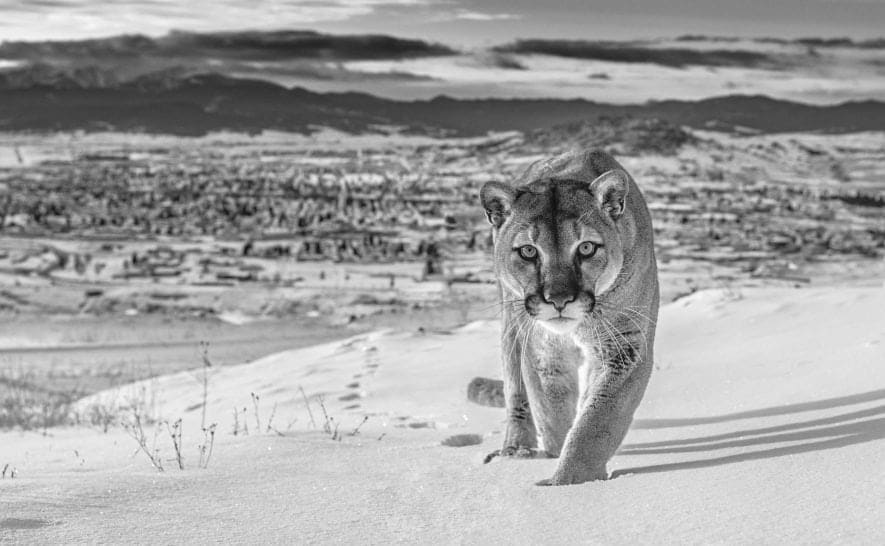 David Yarrow, Frontier Town (B&W)