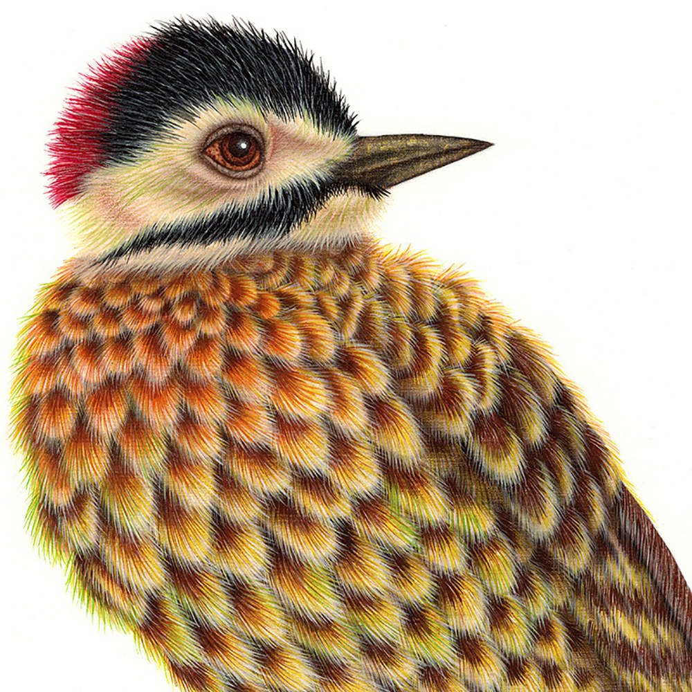 Luis Sottil, Carpintero Real Eggshell Series