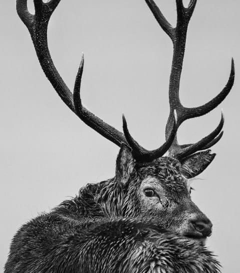 David Yarrow, Jura