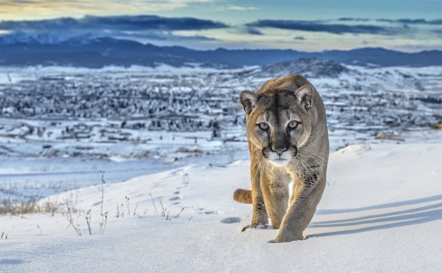 David Yarrow, Frontier Town (Color)