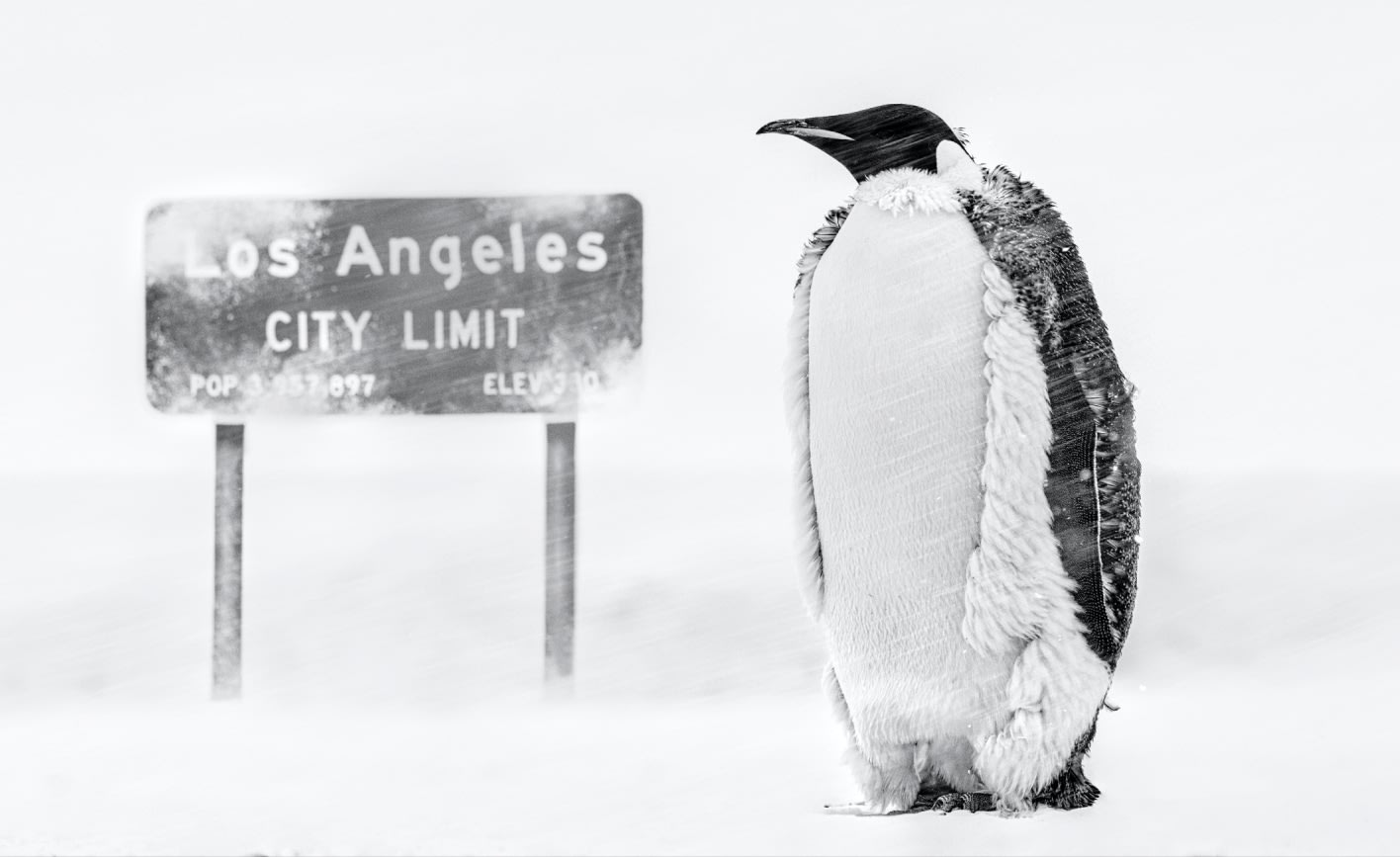 David Yarrow, LA Baby