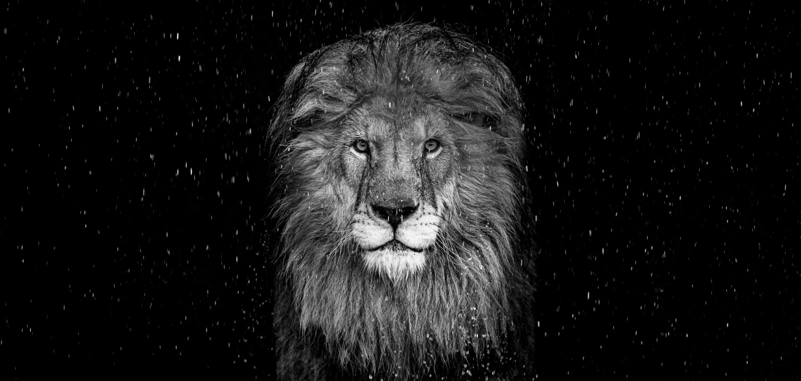 David Yarrow, The Lion (B&W)