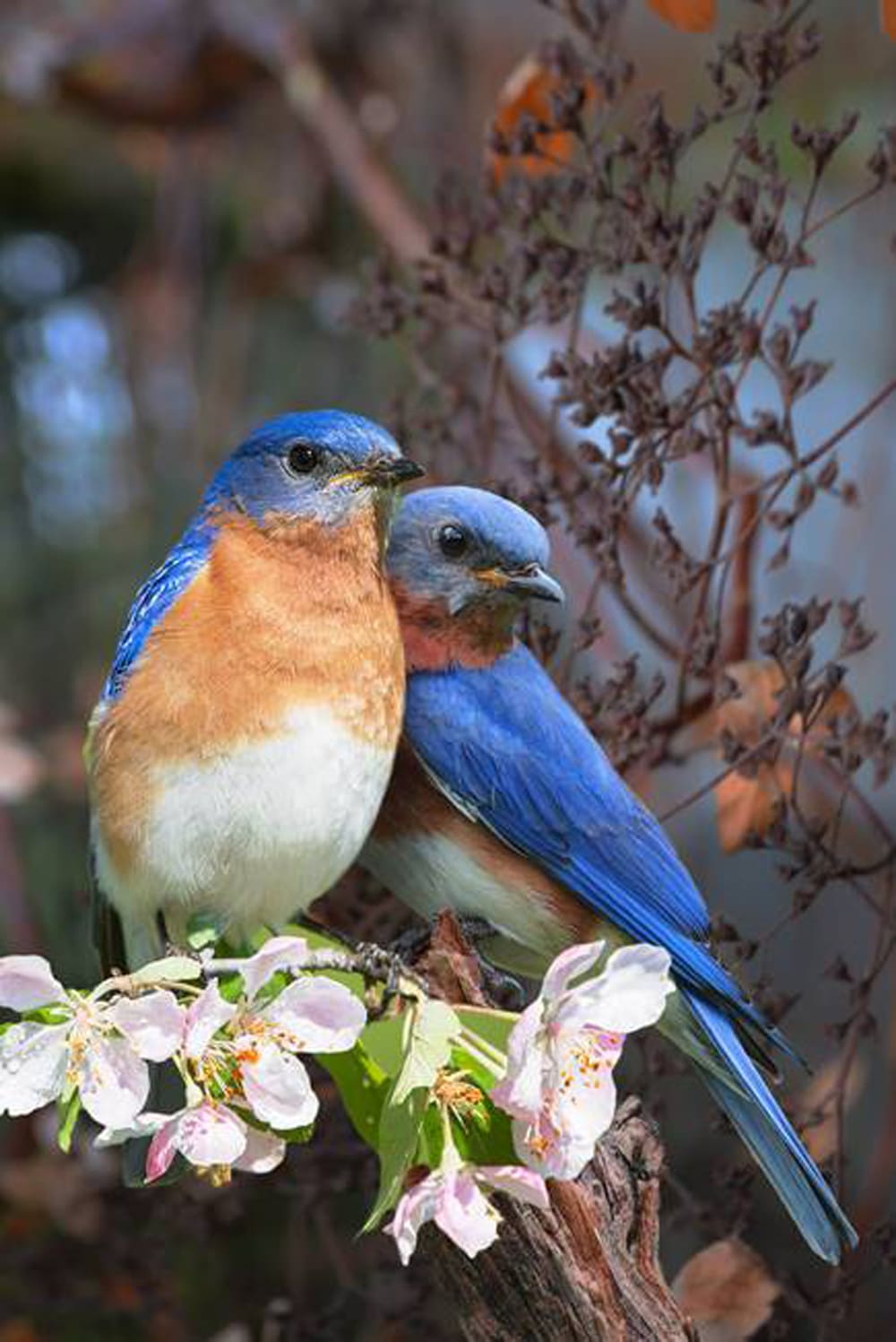 Antal Goldfinger, Mon Amour