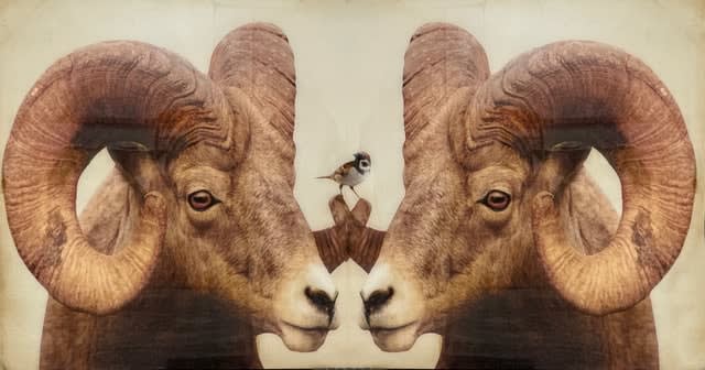 Anke Schofield, Sparrow