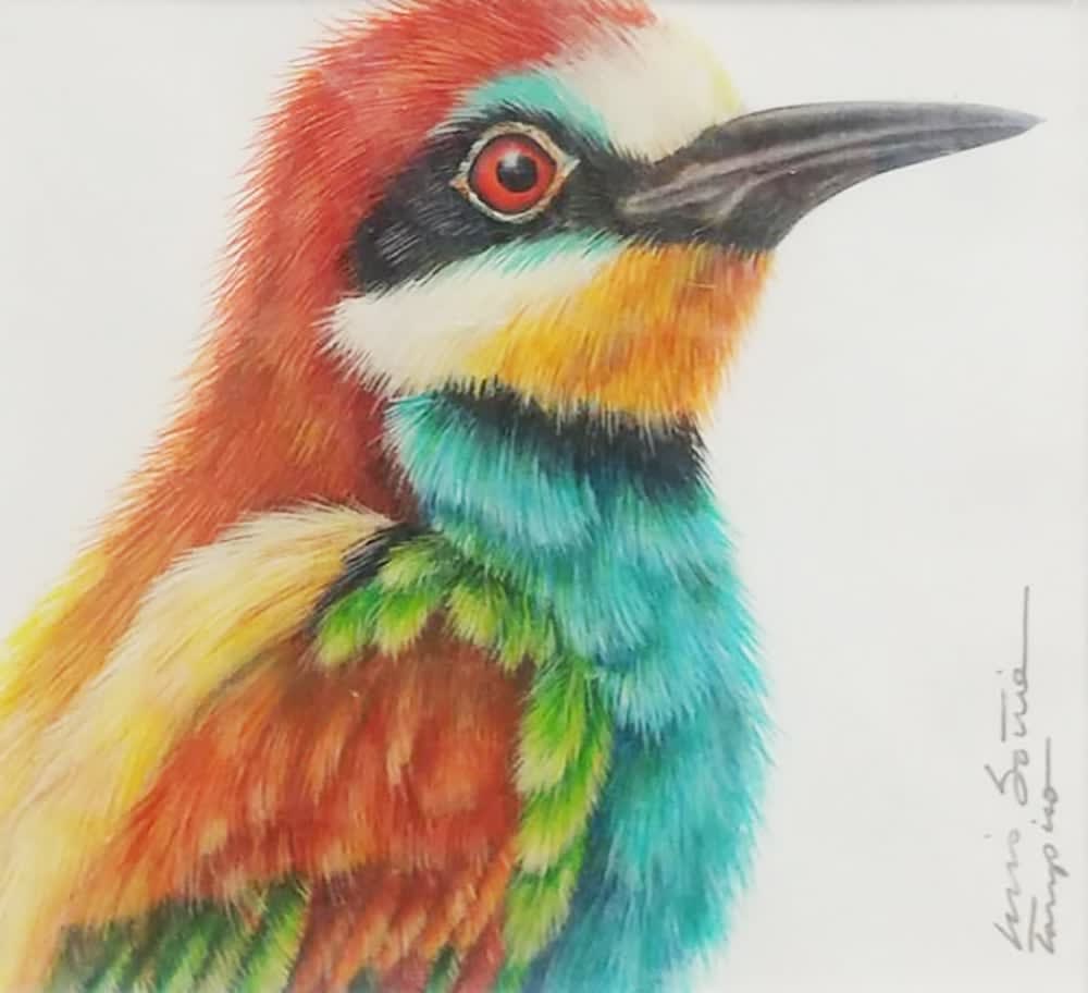 Luis Sottil, Aberjaruco Comun Egghsell Series