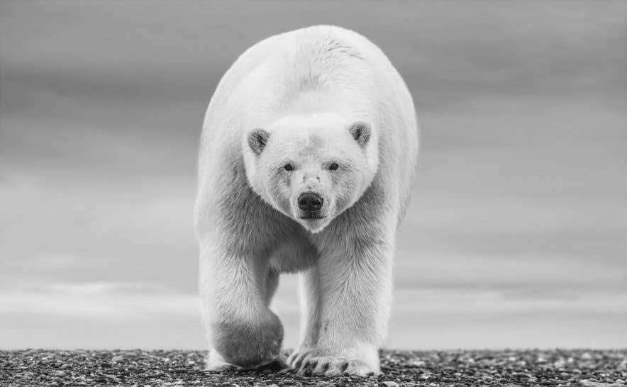David Yarrow, The North Slope