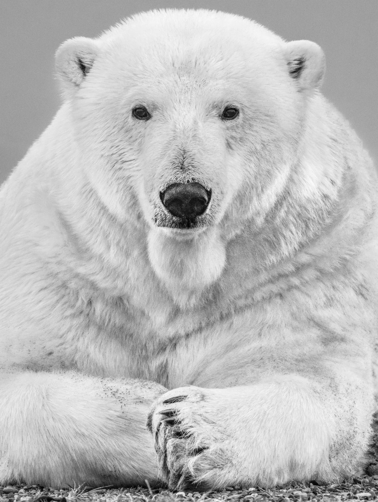David Yarrow, The Statesman