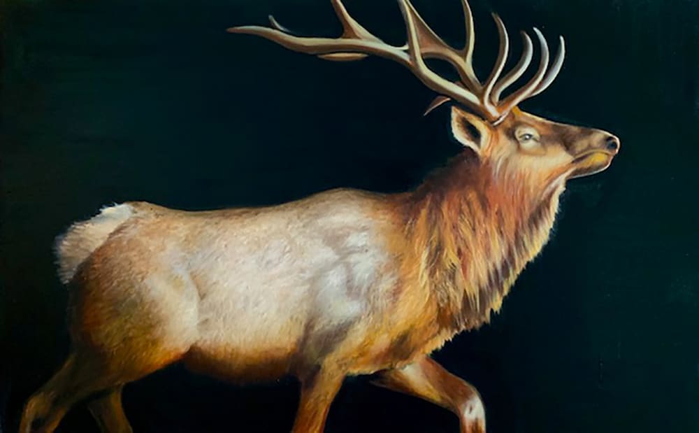 James Jensen, Rocky Mountain Elk