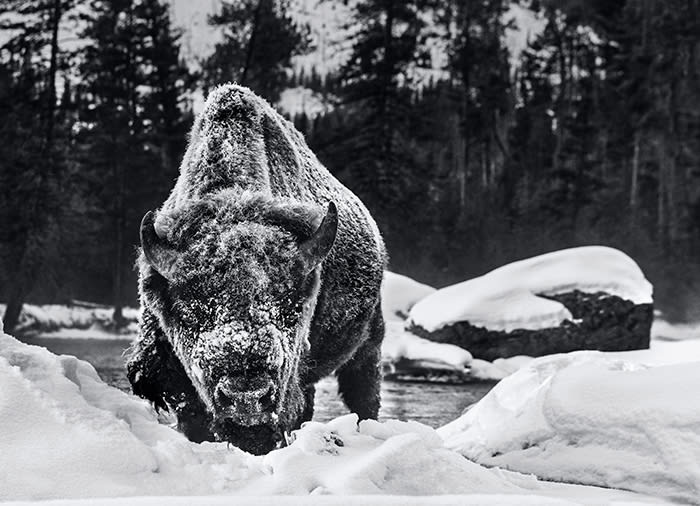 David Yarrow, Buffalo Soldier