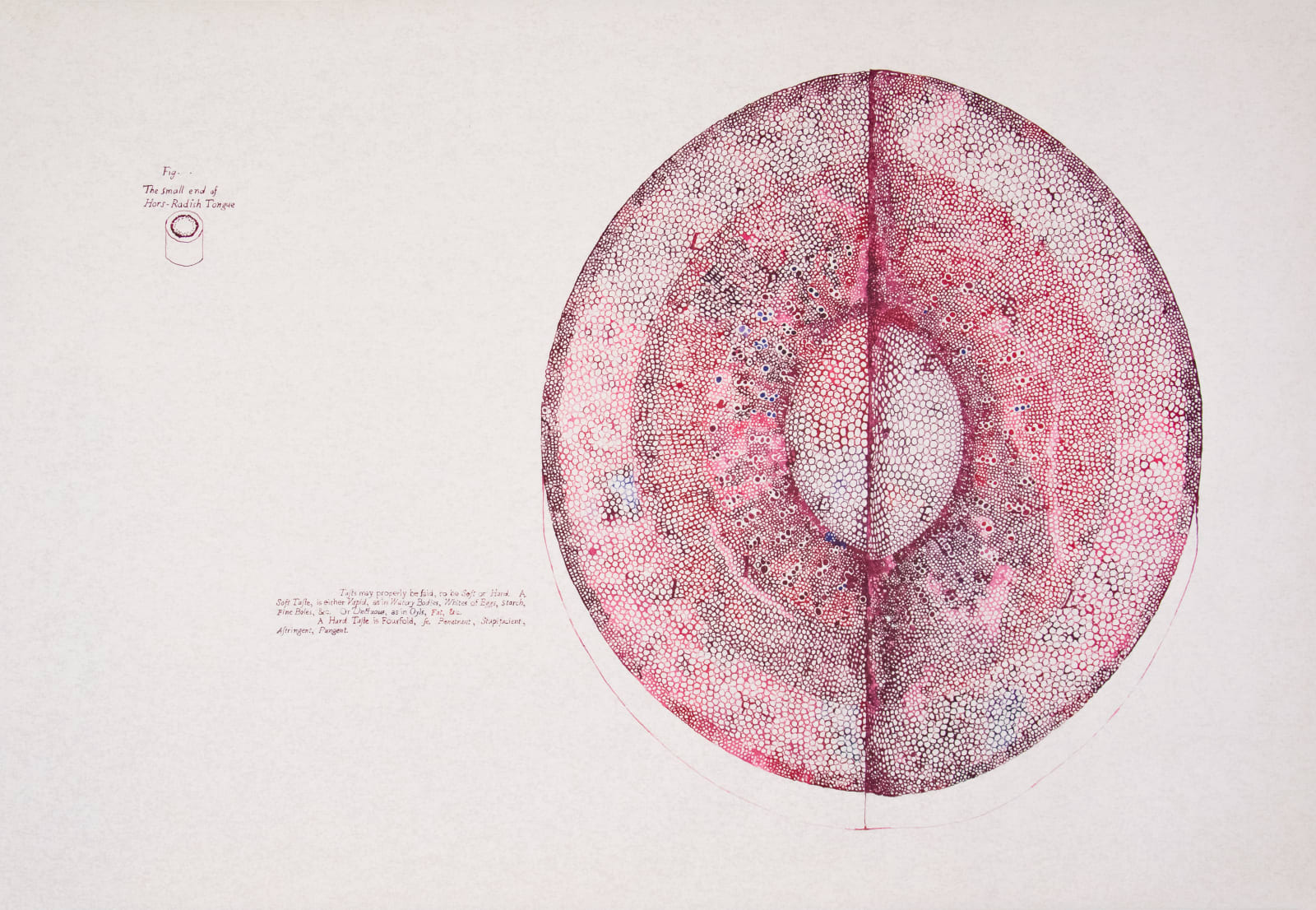 Sarasija Subramanian, Anatomy of Plants / Hors-Radish Tongue, 2020-22
