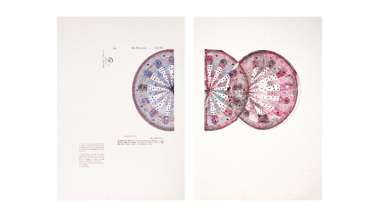 Sarasija Subramanian, Anatomy of Plants / Wormwood Tongue, 2020-22
