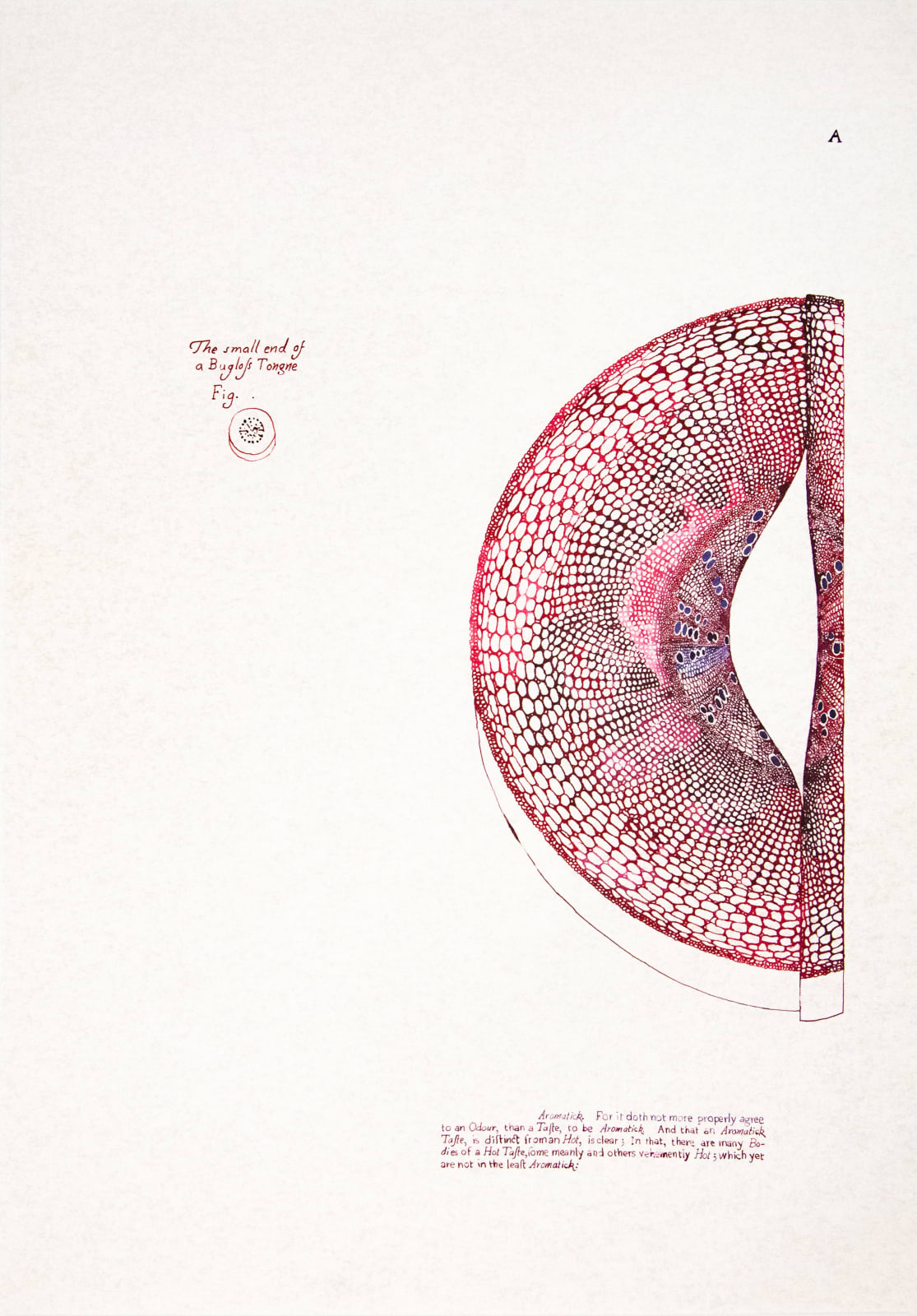 Sarasija Subramanian, Anatomy of Plants / Bugloss Tongue, 2020-22