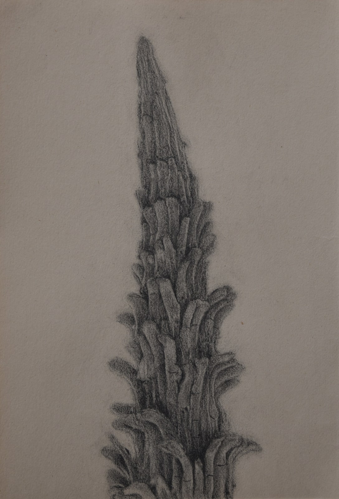 A pencil drawing depicting organic forms from the artist's studio surroundings