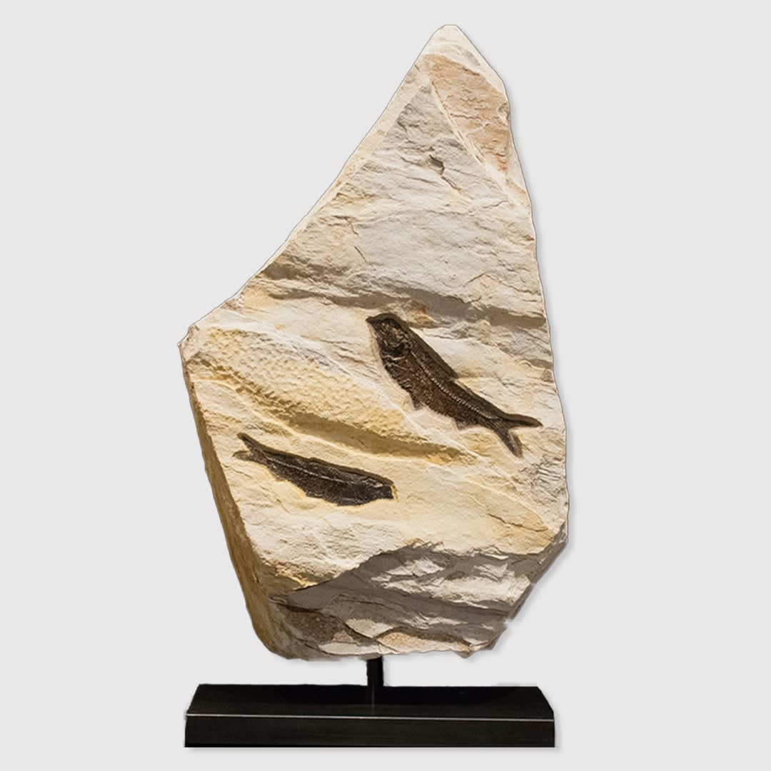 Fossilised Fish for sale