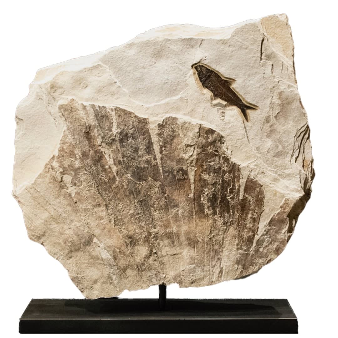 Fossilised Fish for sale
