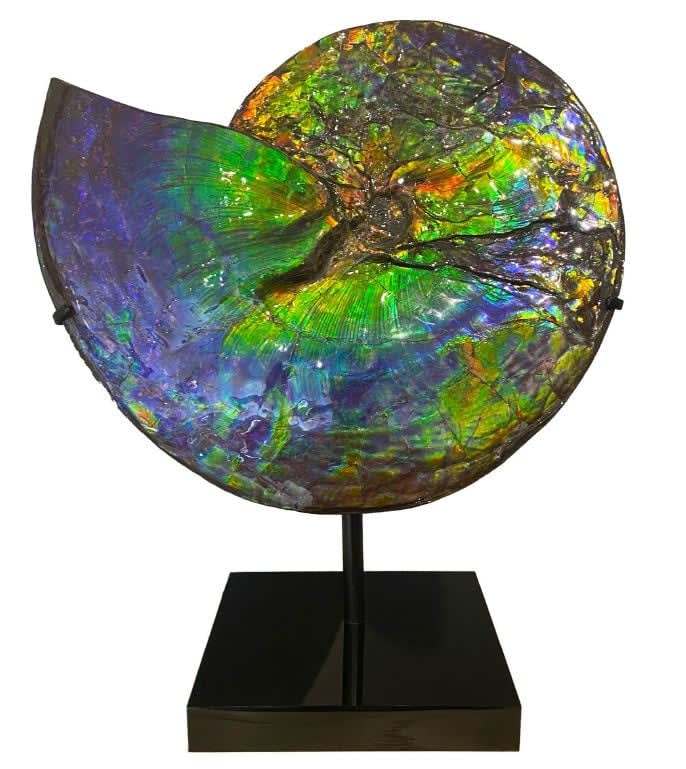 Natural History, Iridescent Ammonite