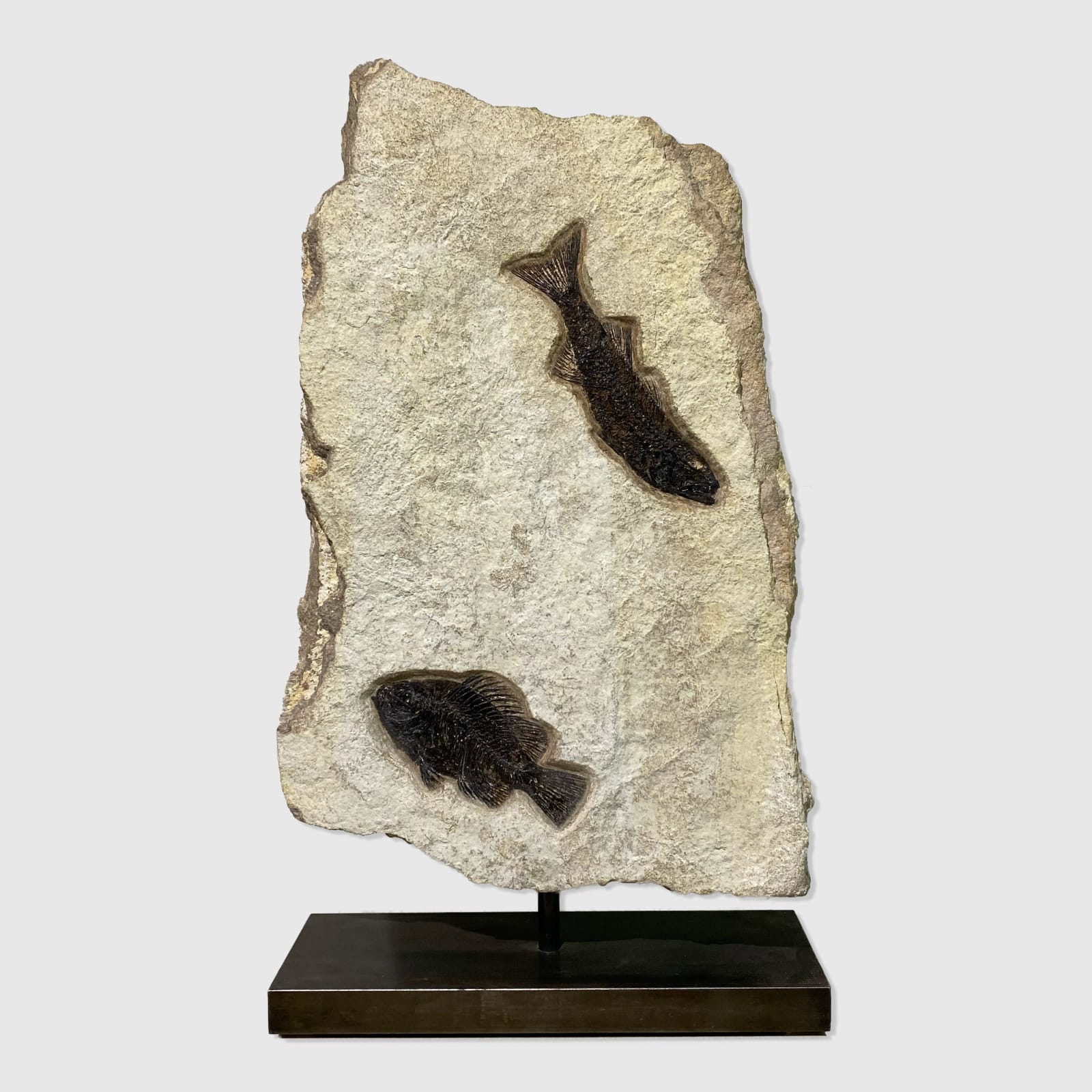 Fossilised Fish for sale