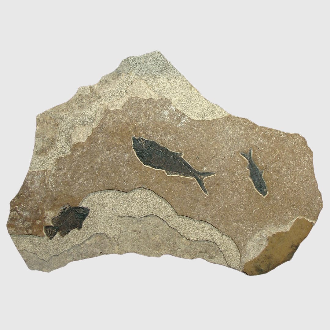 Fossilised Fish for sale