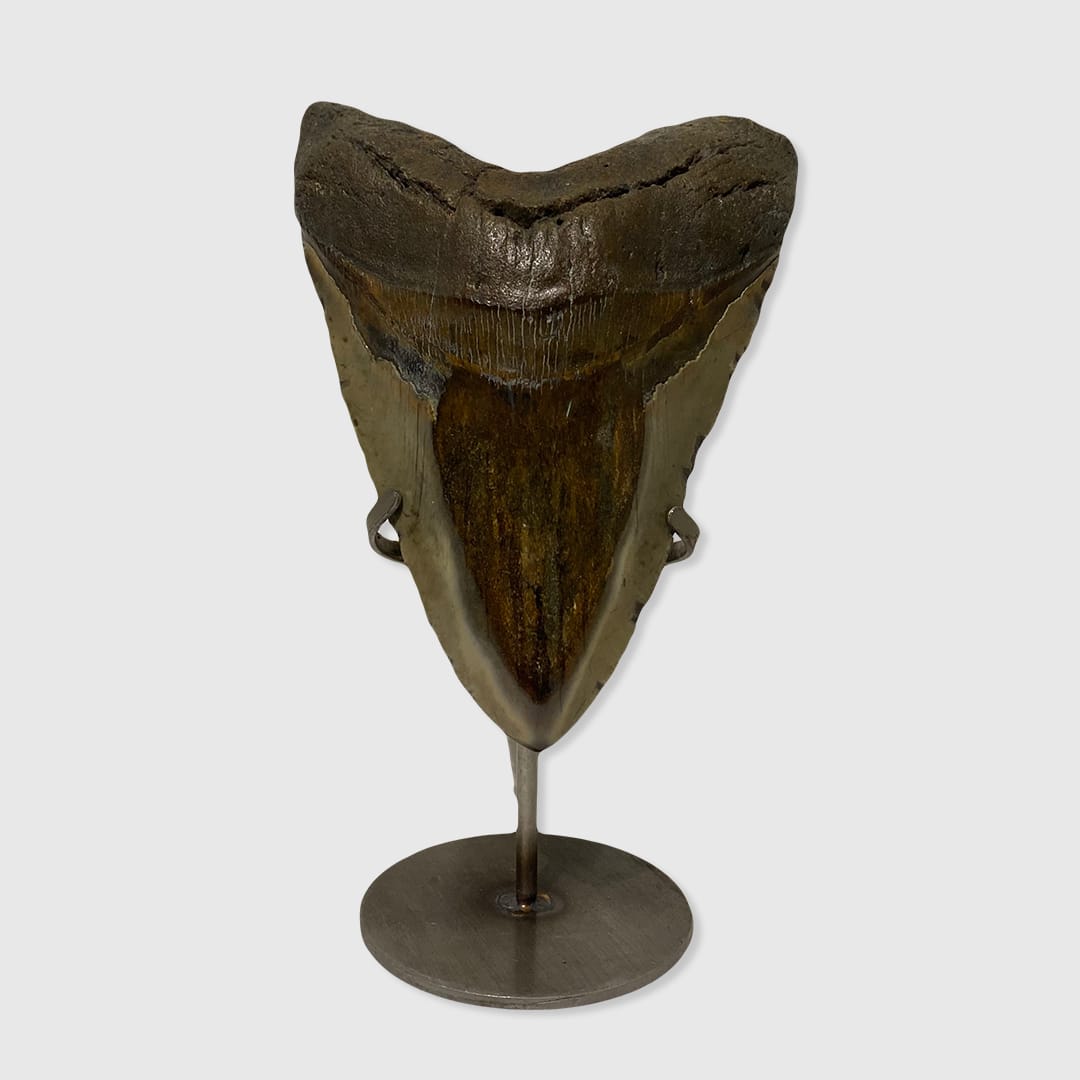 Fossilised Megalodon tooth for sale
