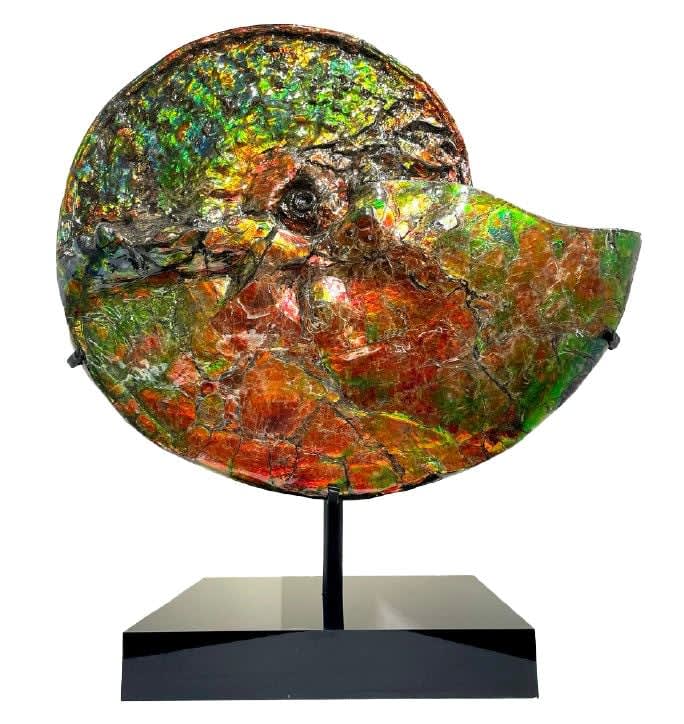 Natural History, Iridescent Ammonite