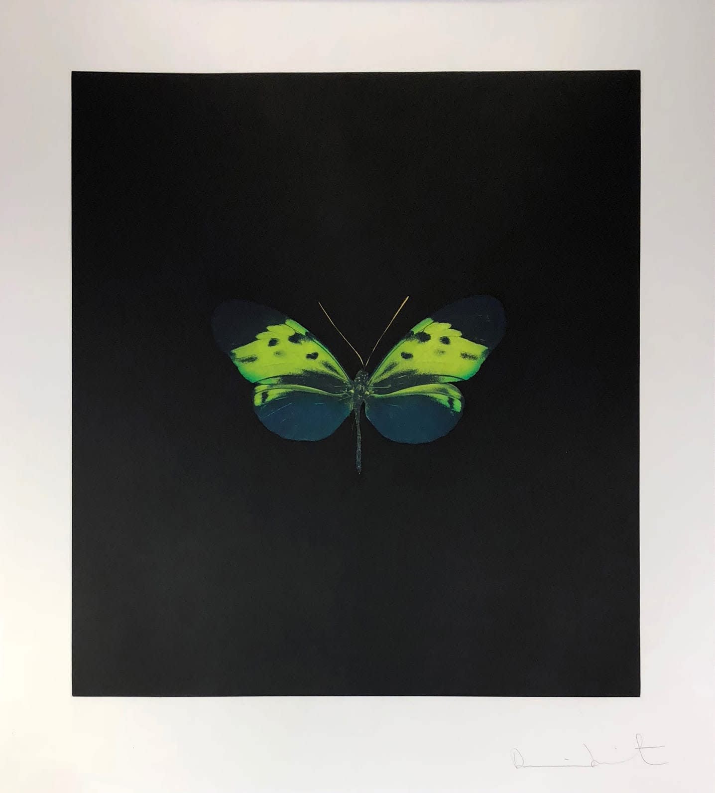 Damien hirst prints for sale